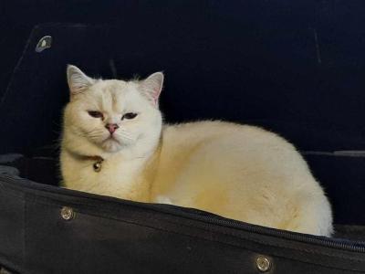 Jules - British Shorthair - Gallery Photo #1