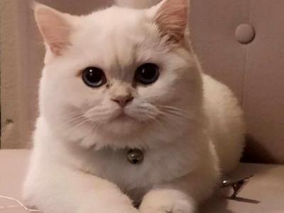 Snow Jax - British Shorthair - Gallery Photo #1
