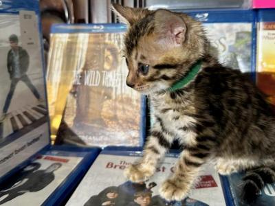 Draven - Bengal - Gallery Photo #1