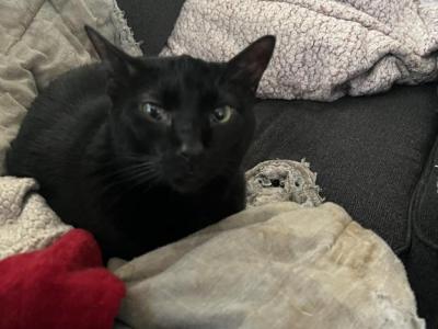Lucifer - American Shorthair - Gallery Photo #1