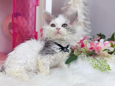 SK019 - Devon Rex - Gallery Photo #1