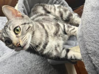 Iris - Bengal - Gallery Photo #1