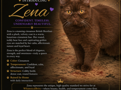 ZENA - British Shorthair - Gallery Photo #1