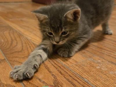 Benny - Domestic - Gallery Photo #1