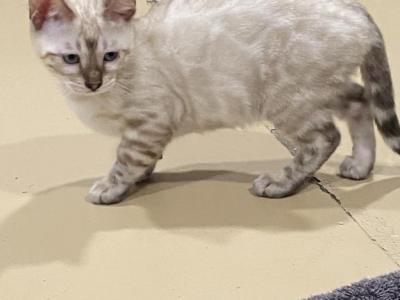 Lynx Female - Bengal - Gallery Photo #1