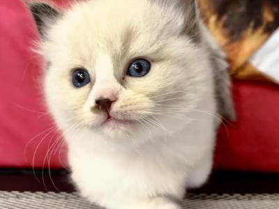 Mohave Unique Rags - Ragdoll - Gallery Photo #1