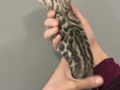Mayo First Boy - Bengal - Gallery Photo #1