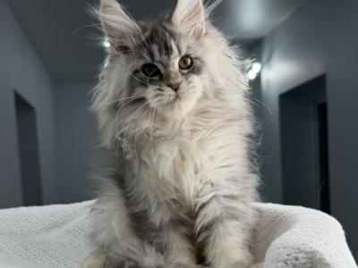 Louis - Maine Coon - Gallery Photo #1