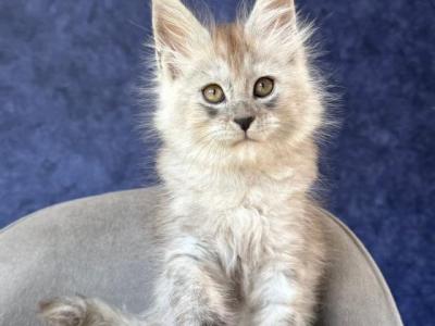 Yum Yum - Maine Coon - Gallery Photo #1