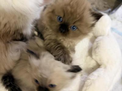 Fluffy - Ragdoll - Gallery Photo #1