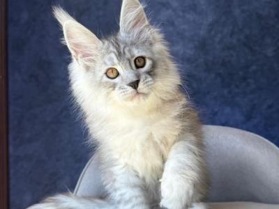 Valsar - Maine Coon - Gallery Photo #1
