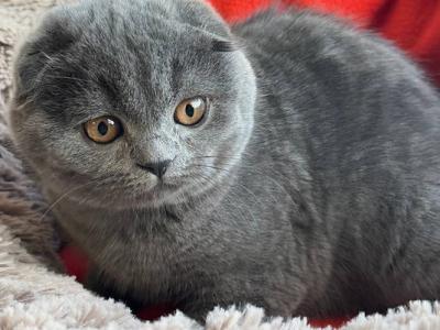 Orest - Scottish Fold - Gallery Photo #1