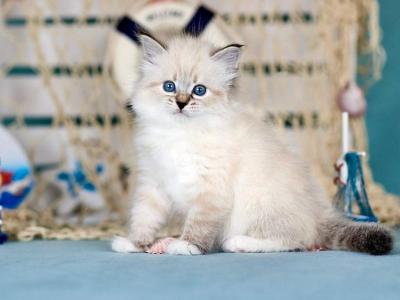 Fantasy - Siberian - Gallery Photo #1