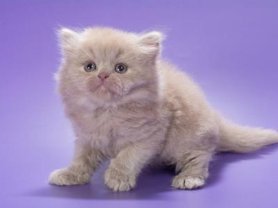 Alisa - British Shorthair - Gallery Photo #1
