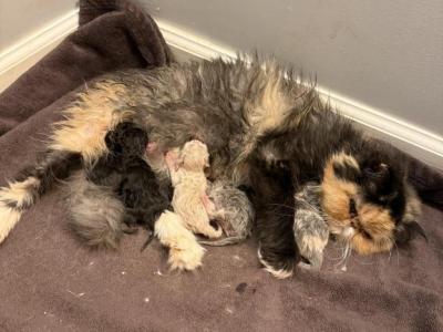 CFA Registered Persian Kittens - Persian - Gallery Photo #1