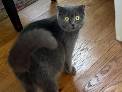 Gabi's Kittens - Scottish Fold - Gallery Photo #1