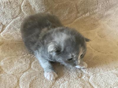 Athena - Maine Coon - Gallery Photo #1