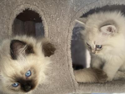 Siberian Kittens - Siberian - Gallery Photo #1