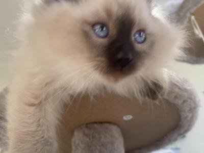 Larkin Siberian Male - Siberian - Gallery Photo #1