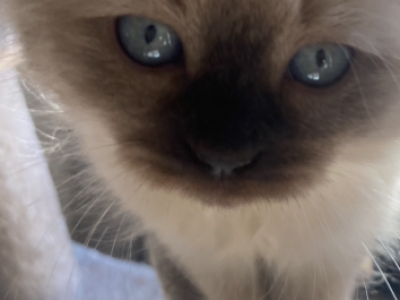 Boris Siberian Male - Siberian - Gallery Photo #1