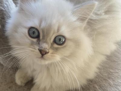 Igor Siberian Male - Siberian - Gallery Photo #1