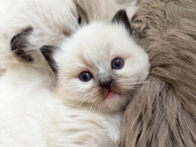 Petunia - Ragdoll - Gallery Photo #1