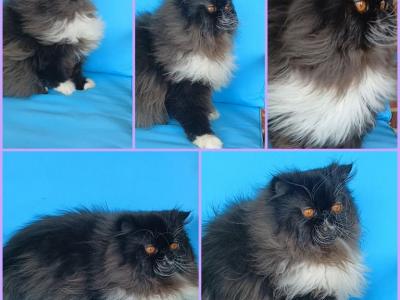 Now Pending SPAYED Sweet CFA Exotic Longhair - Persian - Gallery Photo #1