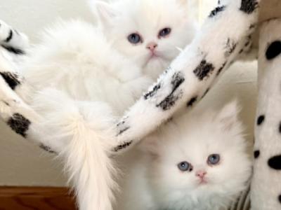 Lyla And Tess - Persian - Gallery Photo #1