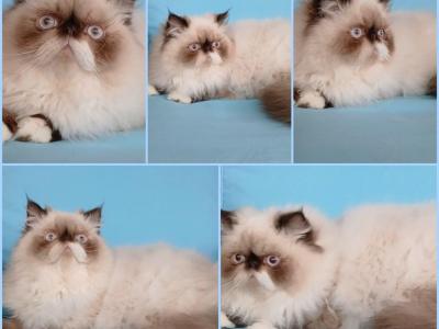 NEUTERED Himalayan CFA EXOTIC Young Adult - Himalayan - Gallery Photo #1