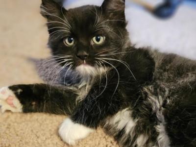 Shadow - Maine Coon - Gallery Photo #1