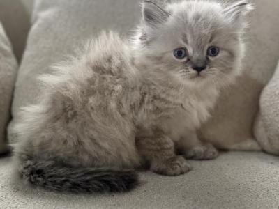 Simon - Himalayan - Gallery Photo #1