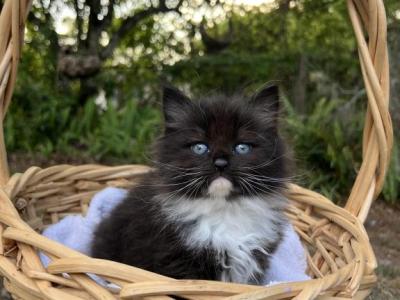 Kathryn's Siberians Litter 2 - Siberian - Gallery Photo #1