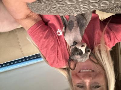 Bicolor Male - Sphynx - Gallery Photo #1