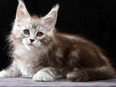 Jade - Maine Coon - Gallery Photo #1