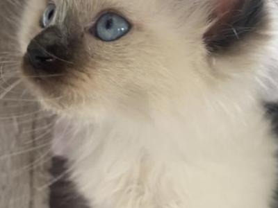 Ragamese Kittens - Siamese - Gallery Photo #1