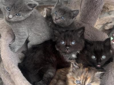 Female Kittens - Domestic - Gallery Photo #1