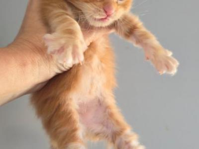 Tulip - Maine Coon - Gallery Photo #1