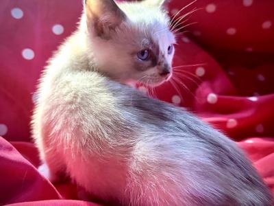March Babies 1 - Siamese - Gallery Photo #1
