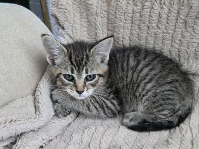 Baby Kitty - American Shorthair - Gallery Photo #1