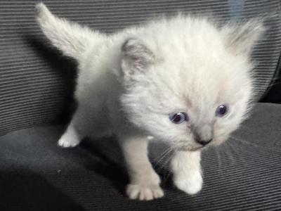 Yoda - Ragdoll - Gallery Photo #1
