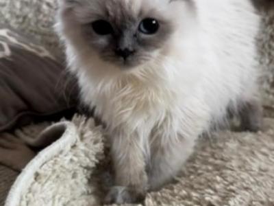 Lilac Mink Boy - Ragdoll - Gallery Photo #1