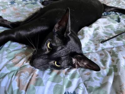 Akasa - Oriental - Gallery Photo #1