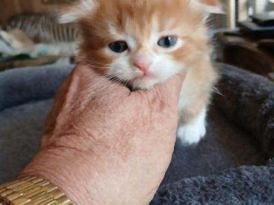 GARFIELD - Scottish Fold - Gallery Photo #1