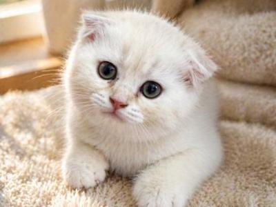 Scottish Fold - Scottish Fold - Gallery Photo #1