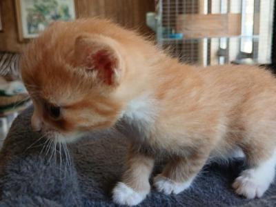 Hl Tiny - Manx - Gallery Photo #1