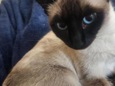 Bluebell - Siamese - Gallery Photo #1