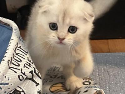 Scottish Fold - Scottish Fold - Gallery Photo #1