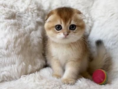 Scottish Fold Girl Kitten - Scottish Fold - Gallery Photo #1