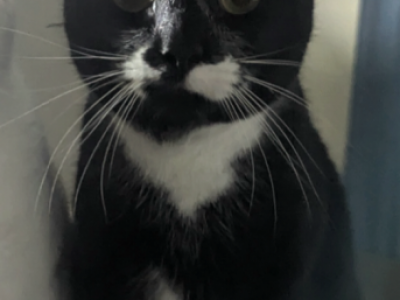 Floki - Domestic - Gallery Photo #1