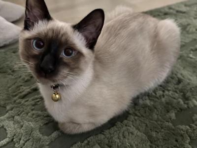Ocean - Siamese - Gallery Photo #1